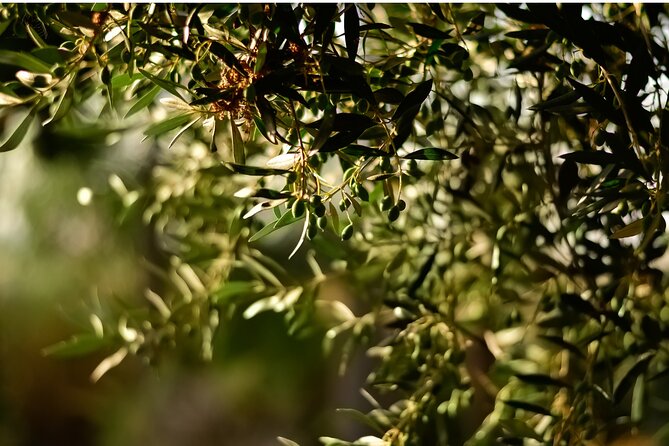 All Inclusive Pompeii, Pizza Class & Olive Oil Experience - Who will get the most from this experience