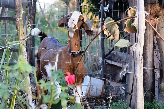 Amalfi: Milk cows, make pasta, mozzarella and tiramisu! - Rolling tagliatelle with vegetables