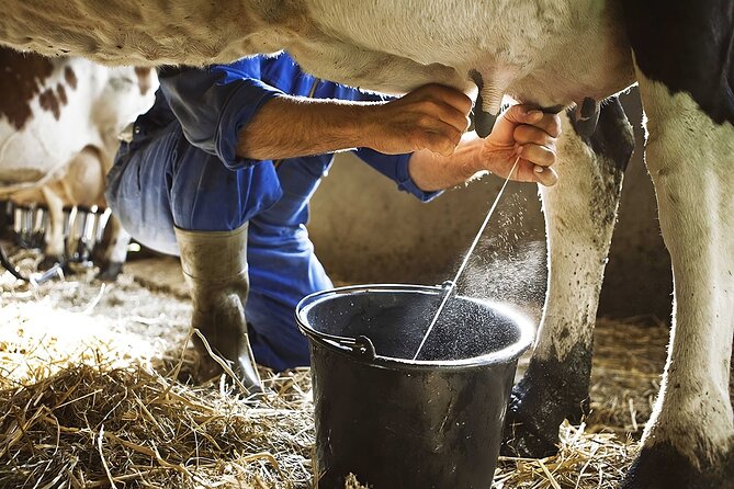 Amalfi: Milk cows, make pasta, mozzarella and tiramisu! - Meeting Valentino, his son, and the farm animals