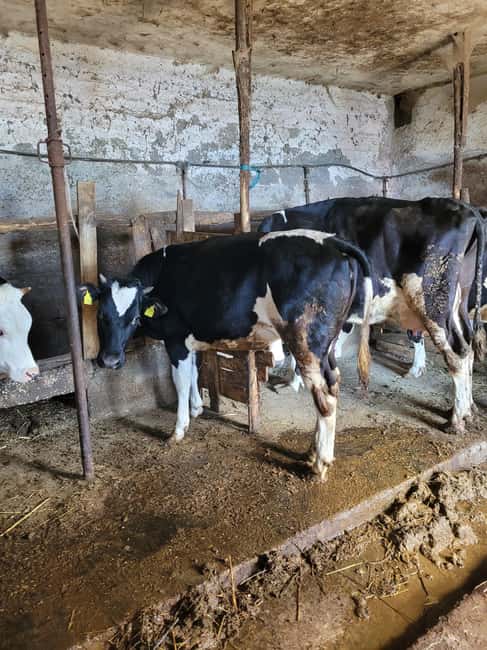 Amalfi: Milk the cows, Make Pasta, Mozzarella and Tiramisù! - Key points to know