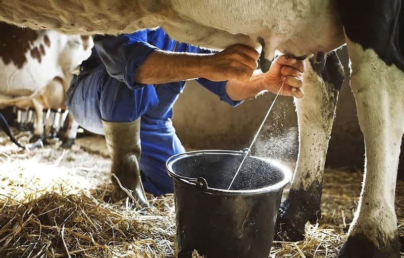 Amalfi: Milk the cows, Make Pasta, Mozzarella and Tiramisù! - A farm visit with real work behind the meal