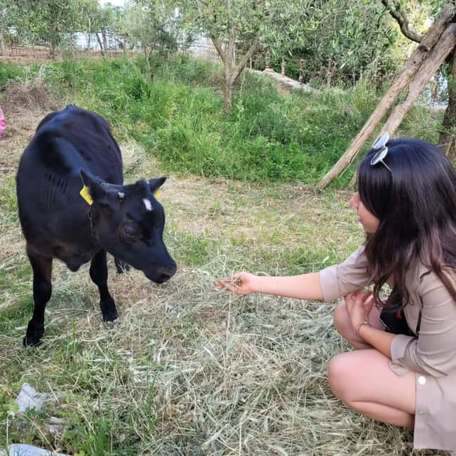 Amalfi: Milk the cows, Make Pasta, Mozzarella and Tiramisù! - Meeting Valentino, Giovanni, and the family