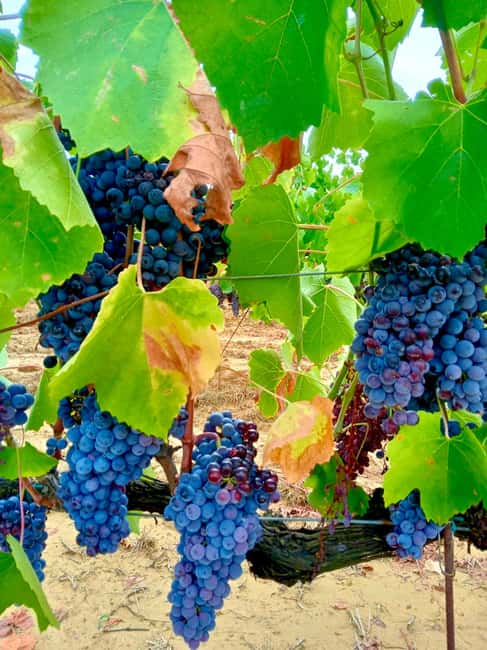 Florence: Countryside Tour with Wine Tasting & Pasta Class - How much time the experience really takes