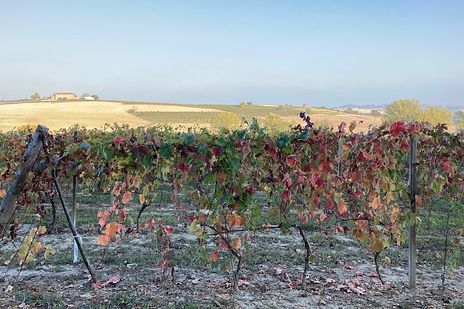 Fresh pasta with a view near Asti – Langhe, Roero, Monferrato - Why the setting adds real value