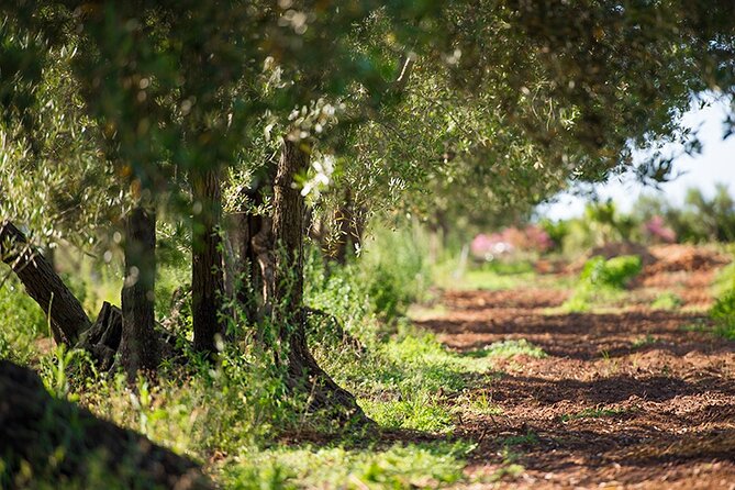 Gourmet Pizza Workshop and Wine Tasting - A wood-fired oven and pizza fresh from the heat