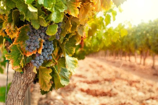 Private Pisa, Pasta and Chianti Lovers Wine Experience from La Spezia - What the private format really adds