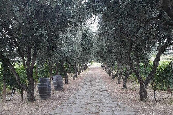 Rome: Wine Tour & Pizza Making Class in a Frascati's vineyard - 5 hours - Private transport makes the half-day easier