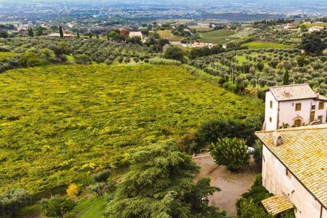 Rome: Wine Tour & Pizza Making Class in a Frascati's vineyard - 5 hours - Price, value, and who gets the most from it