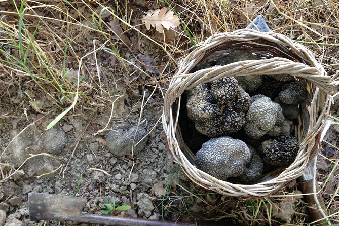 Truffle Hunting and Handmade Pasta in Ascoli Piceno - The Marche lunch on your plate