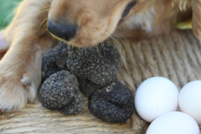 Truffle Hunting and Handmade Pasta in Ascoli Piceno - A small group makes a real difference