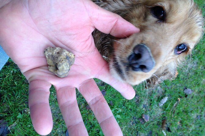Truffle Hunting and Handmade Pasta in Ascoli Piceno - Who will enjoy this most