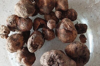 Truffle Hunting in Chianti, pasta class and lunch