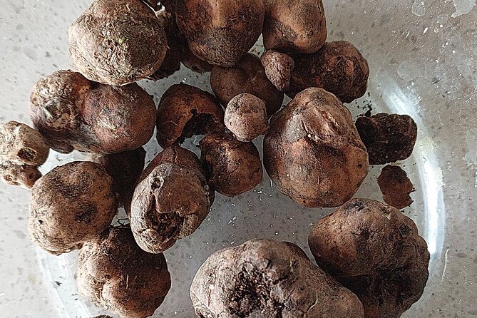 Truffle Hunting in Chianti, pasta class and lunch - Making tagliatelle with the family