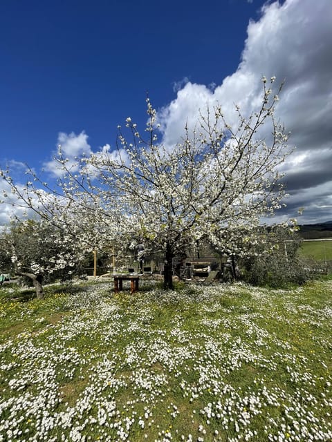 Truffle hunting in Chianti with pasta cooking class & lunch - The terrace setting is part of the experience
