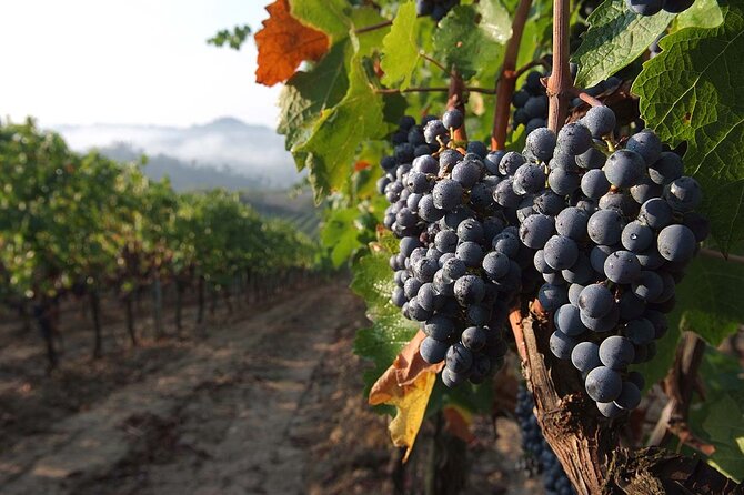 Tuscany Express Experience: Pasta Class & Wine Tour from Florence - A winery in Chianti Classico