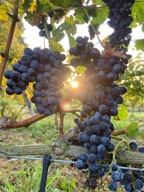Verona: Pasta Cooking Class with Wine Tasting - Why the farm setting adds value